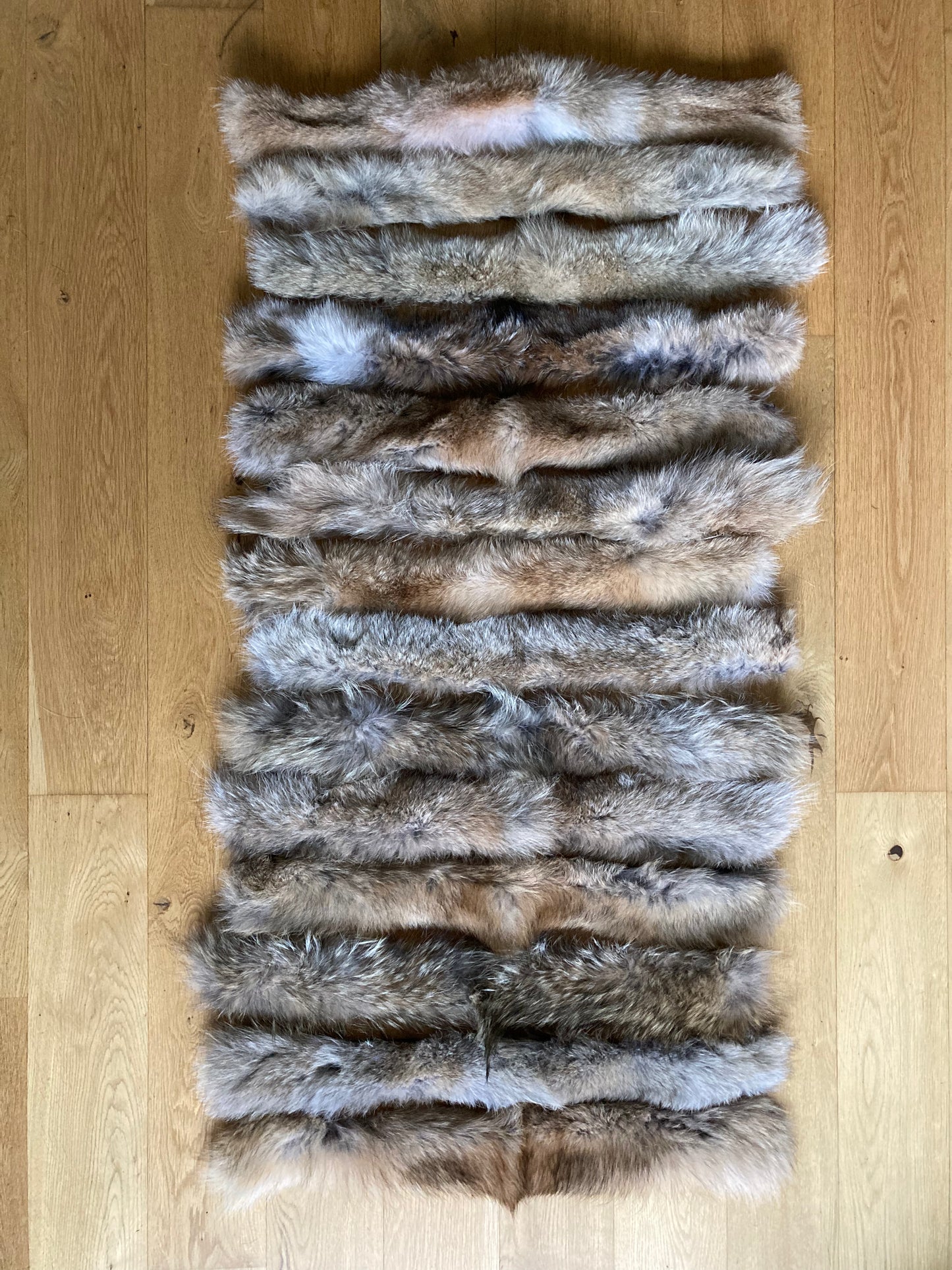 Pelskant Coyote 5x65cm Førstesortering