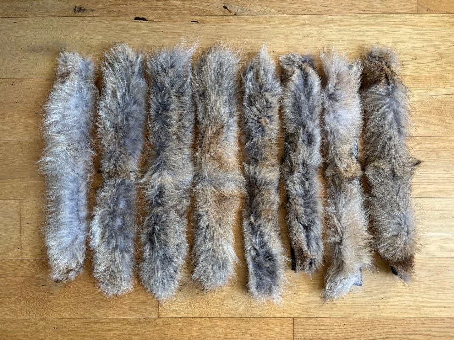 Pelskant Coyote 2.sortering