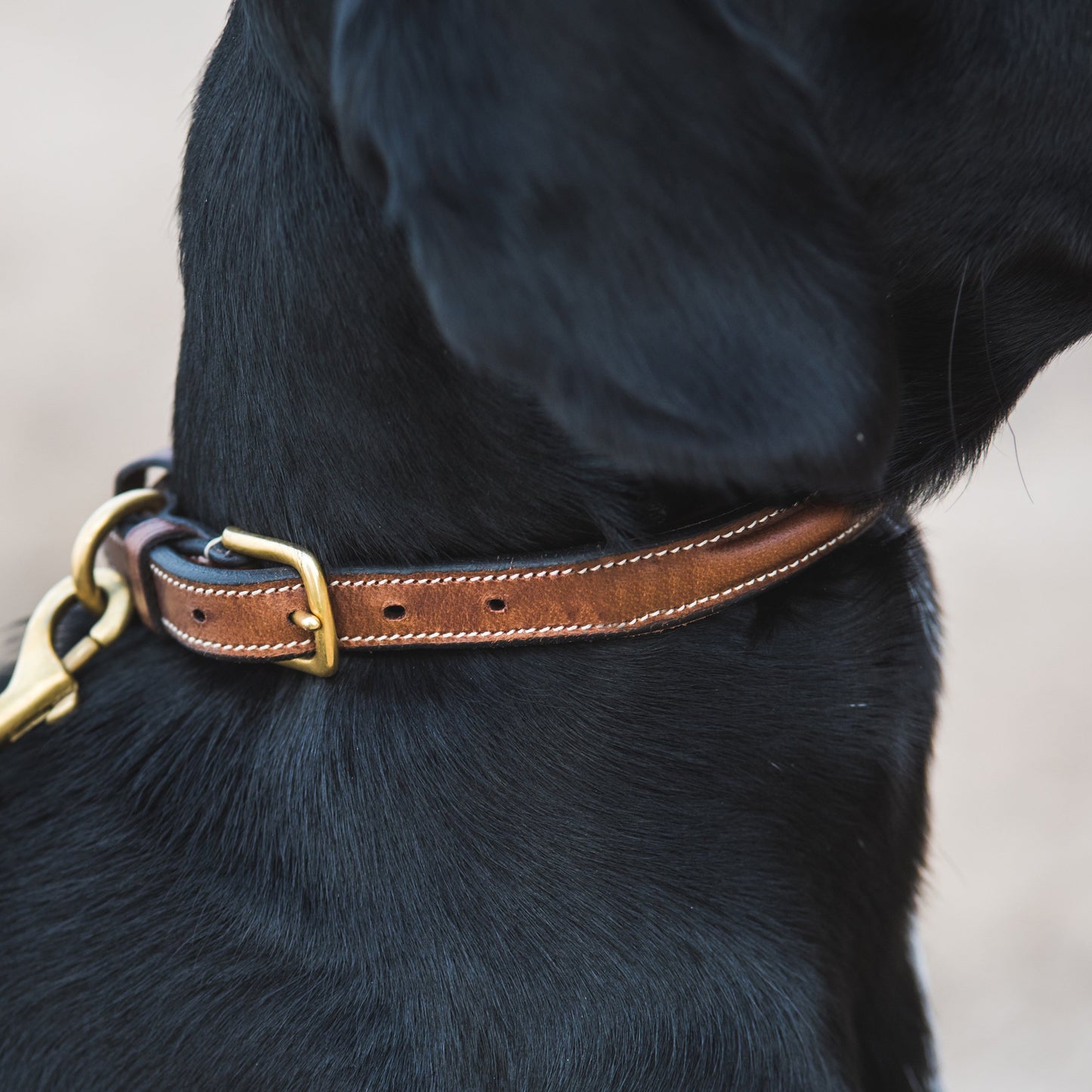 Hundehalsbånd Jacson "Arezzo"