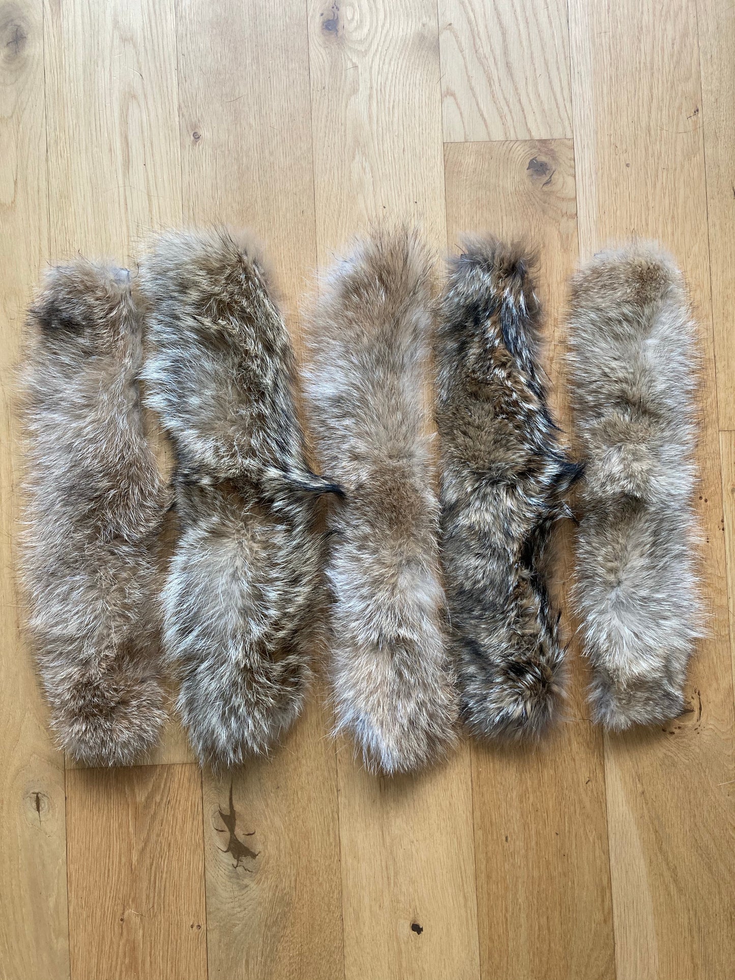 Pelskant Coyote 7x50cm Førstesortering