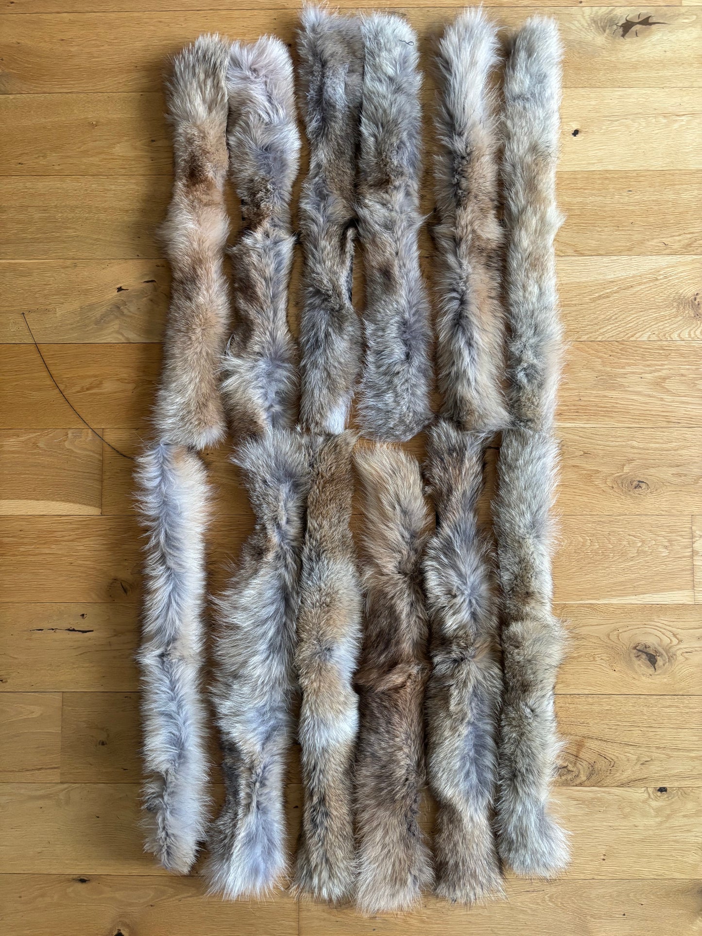 Pelskant Coyote 5x65cm Førstesortering